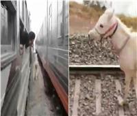 حصان مصري يخطف أنظار العالم بسباق مع قطار | فيديو   