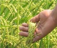 عبد العاطي والقصير يتفقان على المساحات المحددة لزراعة الأرز خلال الموسم القادم 