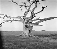 شجرة الموت .. أخطر شجرة سامة في العالم|الصور