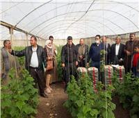 زراعة المنيا: مدرسة حقلية حول زيادة إنتاجية الخيار داخل الصوب