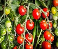 الطماطم تحتوى على مواد غذائية تمنع الإصابة بأمراض الأوعية الدموية