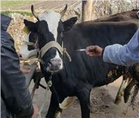 علاج 11634 رأس ماشية في التقصي النشط عن الأمراض الوبائية بالبحيرة