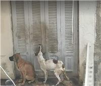 فحص صور متداولة لتعذيب كلبين فى بلكونة بمنطقة المعادى