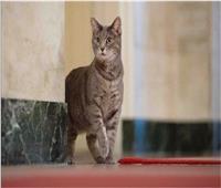 شاهد: القطة الرئاسية الأولى «ويلو» تصل إلى البيت الأبيض