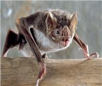 تطورها وتنقلها.. الخفافيش مصدر الفيروسات القاتلة