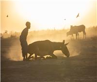  بسبب استمرار الجفاف .. إثيوبيا تواجه كارثة حقيقية تؤدي إلى نفوق الماشية
