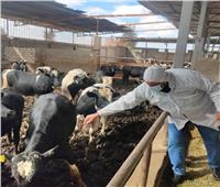 تحصين أكثر من 100 ألف رأس من الأبقار والأغنام بالبحيرة ضد الجلد العقدى
