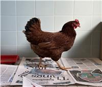 دجاجة تتسلل للبنتاجون.. والصحف الأمريكية ساخرة: «تائهة أم جاسوسة»  