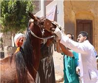 الخدمات البيطرية تطلق 53 قافلة طبية مجانية لعلاج 47 ألف رأس ماشية