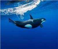 حادثة نادرة في المحيطات.. معركة شرسة بين «سفاح الأعماق» والحوت الأزرق| فيديو