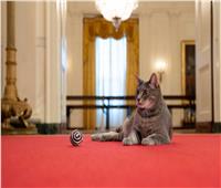 القطة المحظوظة «ويلو» تصل البيت الأبيض وتستقر فيه