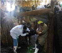 «بيطري المنوفية»: الانتهاء من  تحصين 132 ألف رأس ماشية