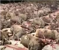 ضد الإنسانية.. مذبحة صيد بإسبانيا قتل 450 غزالا وخنزيرا
