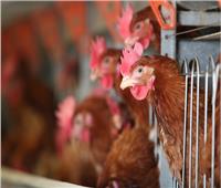 القضاء على 130 ألف دجاجة في إسبانيا.. تفشي عالمي لأنفلونزا الطيور