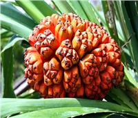 فاكهة «الهلا أكا بوهالا» .. اغرب فاكهة في العالم 