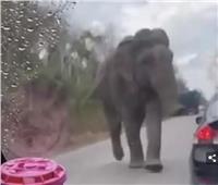 فيل يلاحق شاحنة لسرقة وجبة خفيفة | فيديو
