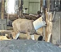 إنقاذ غزال علق رأس في دلو تغذية بلاستيكية بولاية يوتا الأمريكية  