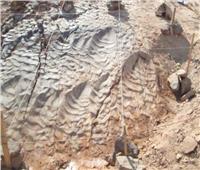 تفاصيل اكتشاف آثار أقدام ديناصورات بالصحراء الشرقية| فيديو