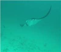 صور| سمكة «مانتا راي» الأشهر تاريخياً بالبحر الأحمر تظهر في جنوب الغردقة