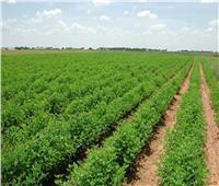 متحدث الزراعة : الرقعة الزراعية أمن قومي وتمثل 15% من الاقتصاد الكلي