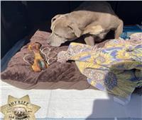كلبة تعود لصاحبتها بعد 12 عاماً على اختفائها بكاليفورنيا