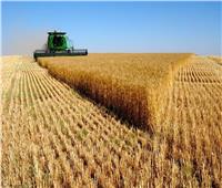 الزراعة: 30% من إنتاج القمح «فاقد» وميكنة حديثة لتوفير الهادر