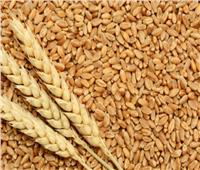 التموين: مخزون القمح آمن ولدينا مصادر إمداد مختلفة