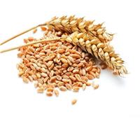 «التموين» تعلن عن مناقصة جديدة لاستيراد القمح