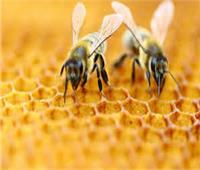 تطورات جديدة بظاهرة اختفاء النحل وأسبابها في المغرب