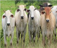 وزير الزراعة: شروط ميسرة لمشروع الأبقار العشار