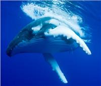 دراسة: الحيتان يمكنها السفر لمسافات هائلة بحثاً عن شريك حياتها