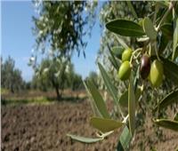 وكالة شينخوا الصينية: مصر تعيد إحياء زراعة الزيتون بعدما دمرها الإرهاب