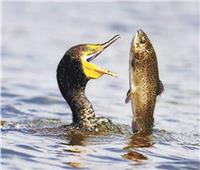 «البردويل» تدق طبول الحرب ضد سفاح الأسماك