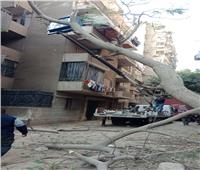 العناية الإلهية تنقذ مواطنين من الموت إثر سقوط شجرة بالعمرانية | صور