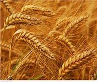 بلومبرج: مخاوف شُح الامدادات ترفع أسعار القمح لأعلى مستوى 