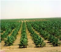 «الزراعة»: الاكتفاء الذاتي من المحاصيل مرتبط بالمناخ والرطوبة والأمطار