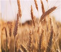 متحدث الزراعة: متوسط إنتاج القمح وصل من 18 لـ 20 إردبا | فيديو