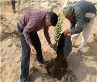 ضمن مبادرة «أحلى وهي خضرة»: زراعة 1600 شجرة مثمرة بسوهاج