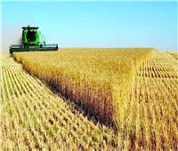 «الإحصاء» تعلن زيادة مساحة الأراضي المنزرعة بمحصول القمح بنسبة 8.5٪
