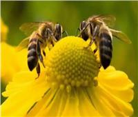 انتحار جماعي لذكور النحل بسبب ارتفاع درجات الحرارة  