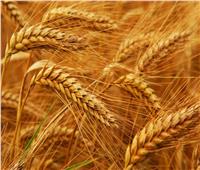 أحمد موسى: إيقاف أوكرانيا لتصدير القمح سيكون له تأثير جديد على الأسعار