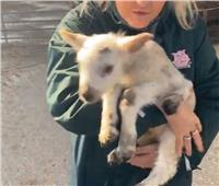 ولادة خروف بـ5 أرجل في مرزعة ببريطانيا |فيديو 