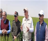 وزير الزراعة من أسوان: محصول القمح مبشر بالخير
