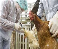 فرنسا: إعدام الطيور الداجنة لاحتواء تفشي إنفلونزا الطيور