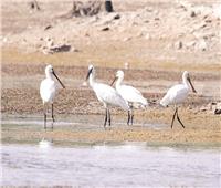 34 موقعًا مصريًا تم إعلانها كمناطق عالمية لحماية الطيور المائية.. تعرف عليها
