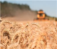 معهد المحاصيل: أصناف القمح المصرية ذات إنتاجية عالية