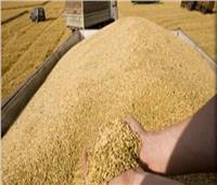 الحكومة الروسية تدرس مشروع وقف تصدير الحبوب من البلاد حتى نهاية يونيو