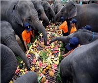 60 فيلًا يأكلون فواكه ضخمة بتايلاند لنشر الوعي حول الحفاظ على الأفيال