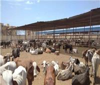 استعدادا لشهر رمضان.. محطة «التسمين» ببورسعيد تستقبل 500 رأس ماشية 