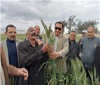 «زراعة دمياط» تناشد المزارعين توريد القمح مع بدء الحصاد